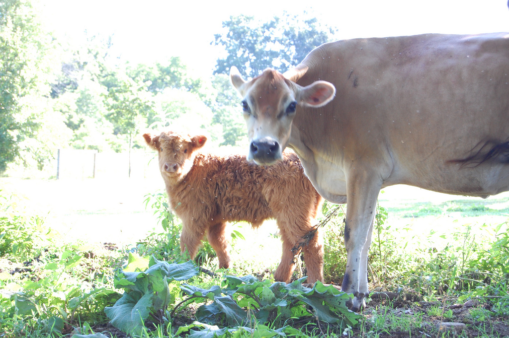 rosie and billy bob